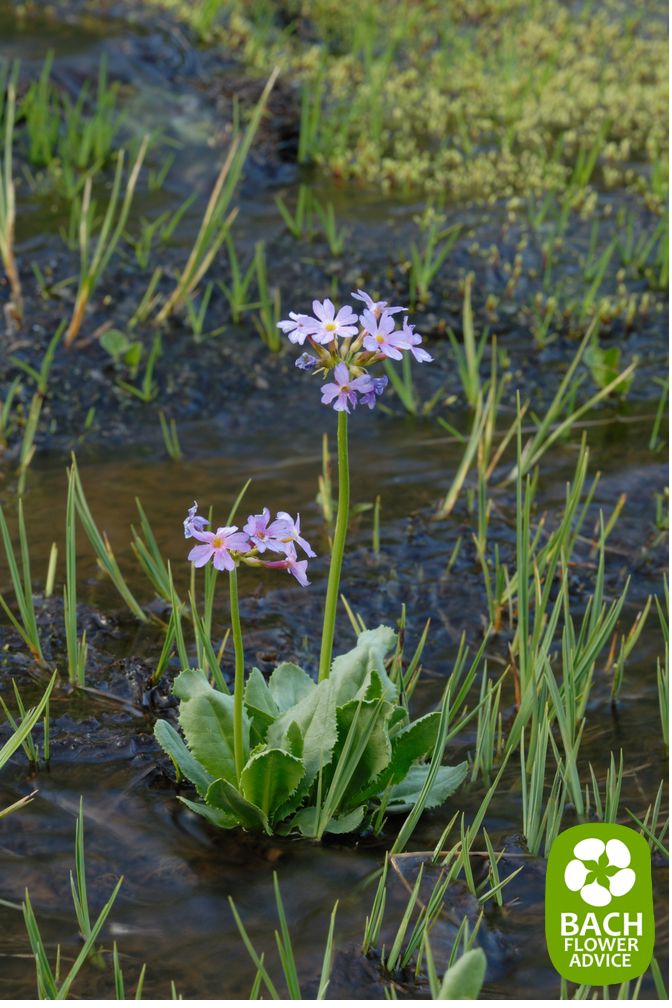 Bach flower remedy plant